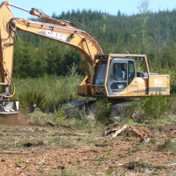 gestion forestière