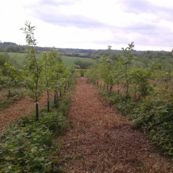 GESTION FORÊT BELGIQUE