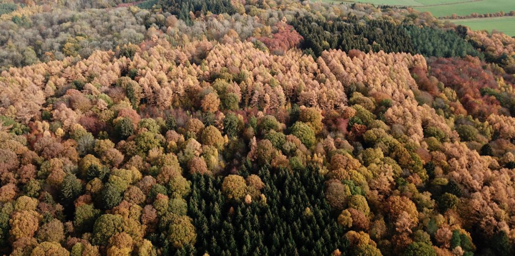 Vente de bois sur pied