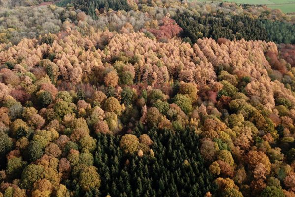 Vente de bois sur pied