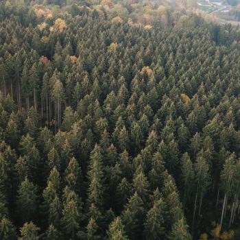 gestion forestière en belgique